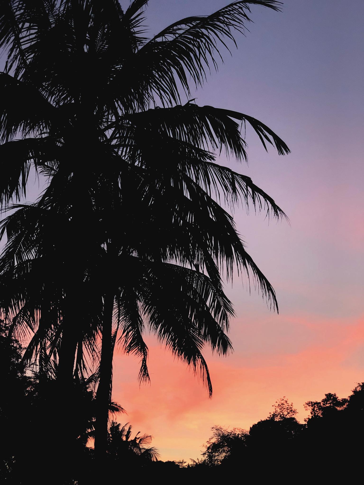 Thailand | Koh Lipe | Palm Tree